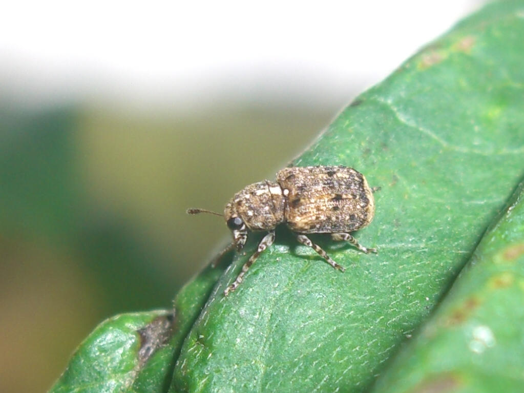 Anthribidae